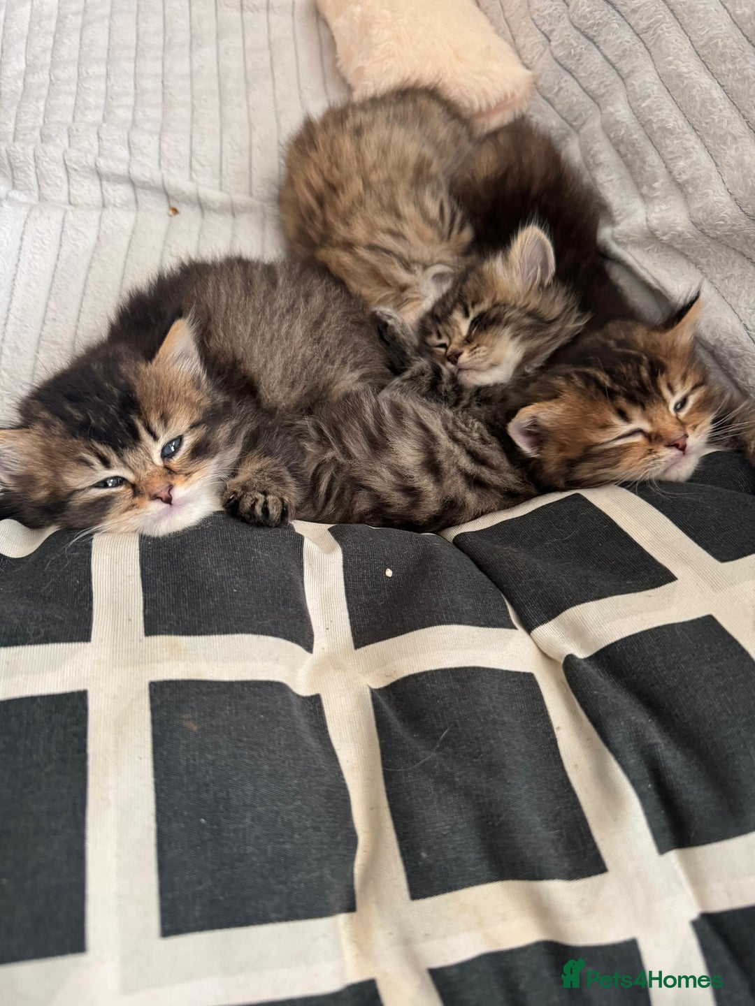 Scottish Fold cats for sale: 5 British Longhair and Scottish Straight kittens  - Image 6