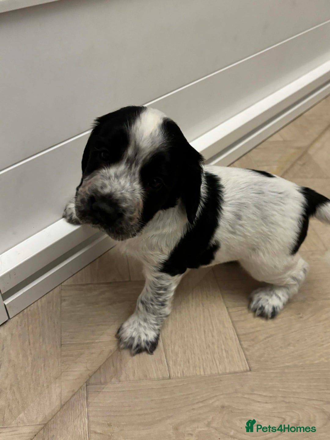 Sprocker dogs for sale: Adorable F1 Sprocker Spaniel Babies.  - Advert 2