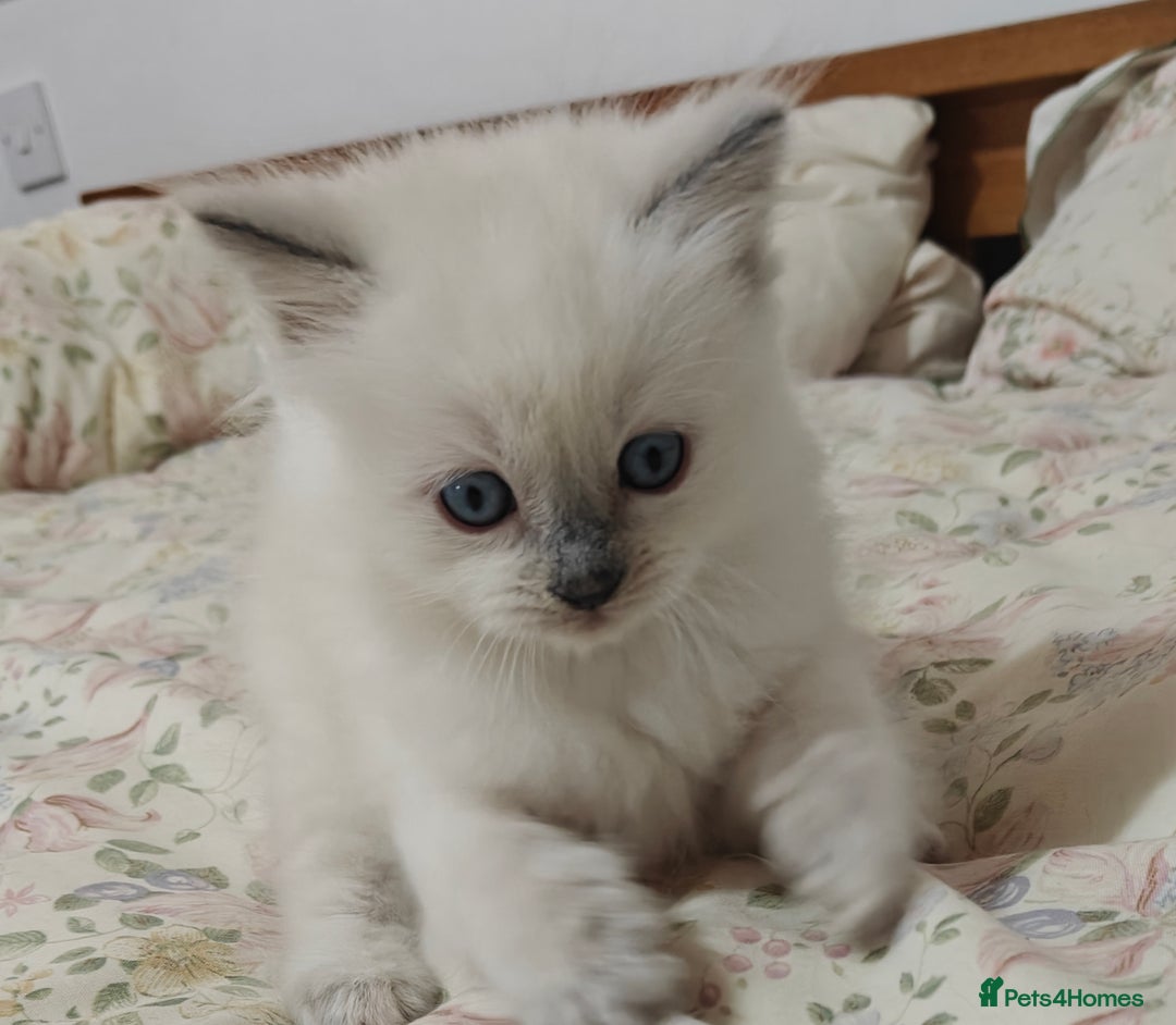 Ragdoll cats for sale: GCCF Ragdoll girls - Advert 4