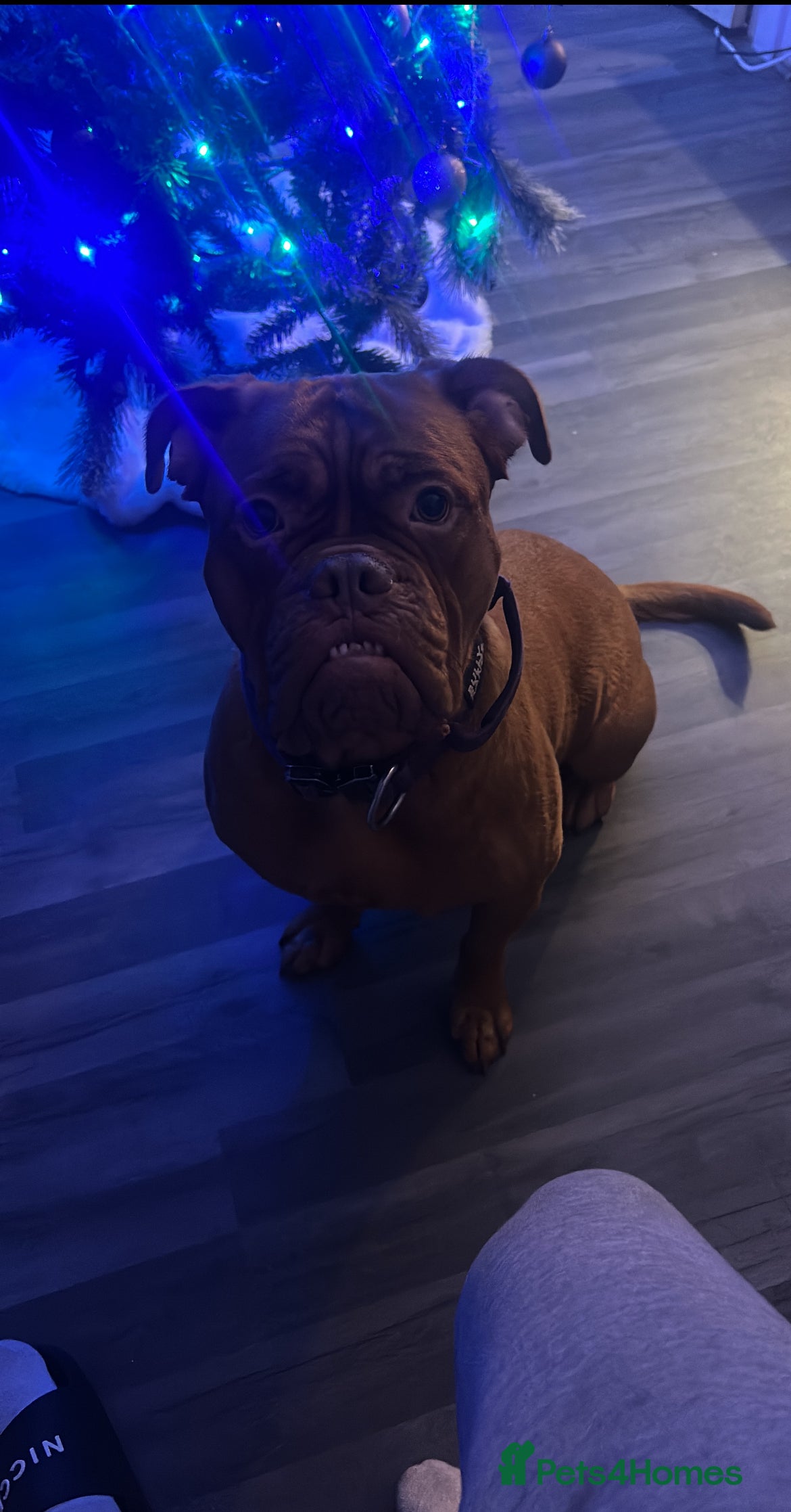 Dogue De Bordeaux dogs Dogue De Bordeaux Puppies For Sale - Advert 1