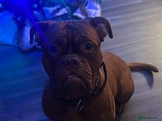 Dogue De Bordeaux dogs Dogue De Bordeaux Puppies For Sale - Advert 1