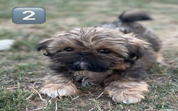 Shih Tzu dogs for sale: KC Registered Imperial Shih Tzu boys.  - Image 18