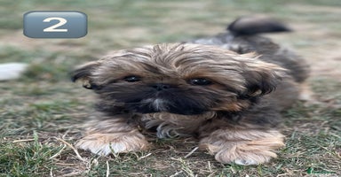 Shih Tzu dogs - Advert 5