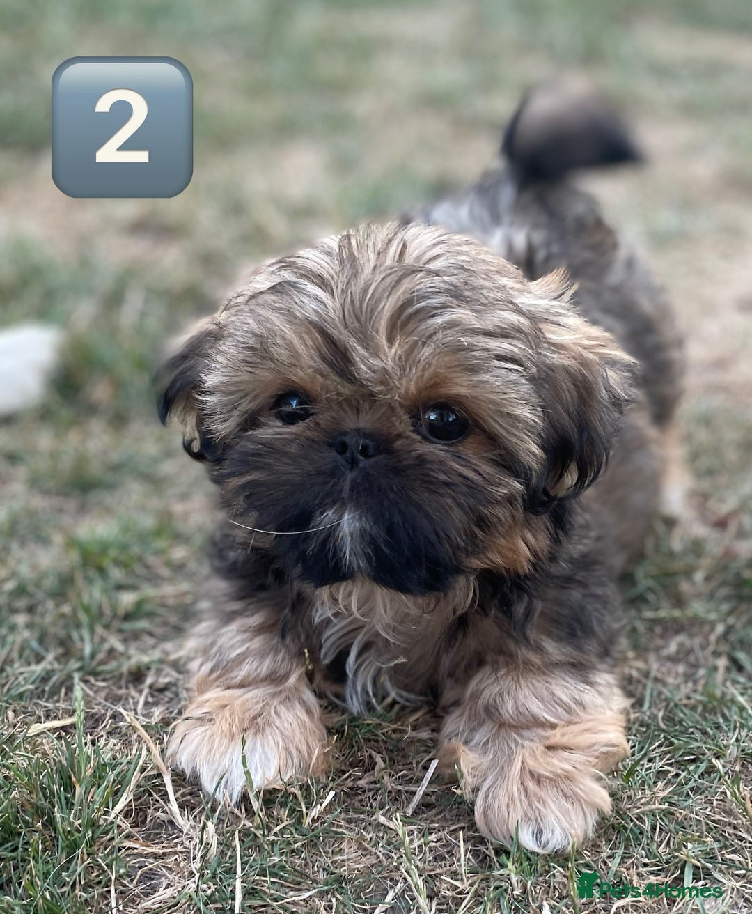 Shih Tzu dogs for sale: KC Registered Imperial Shih Tzu boys.  - Image 18