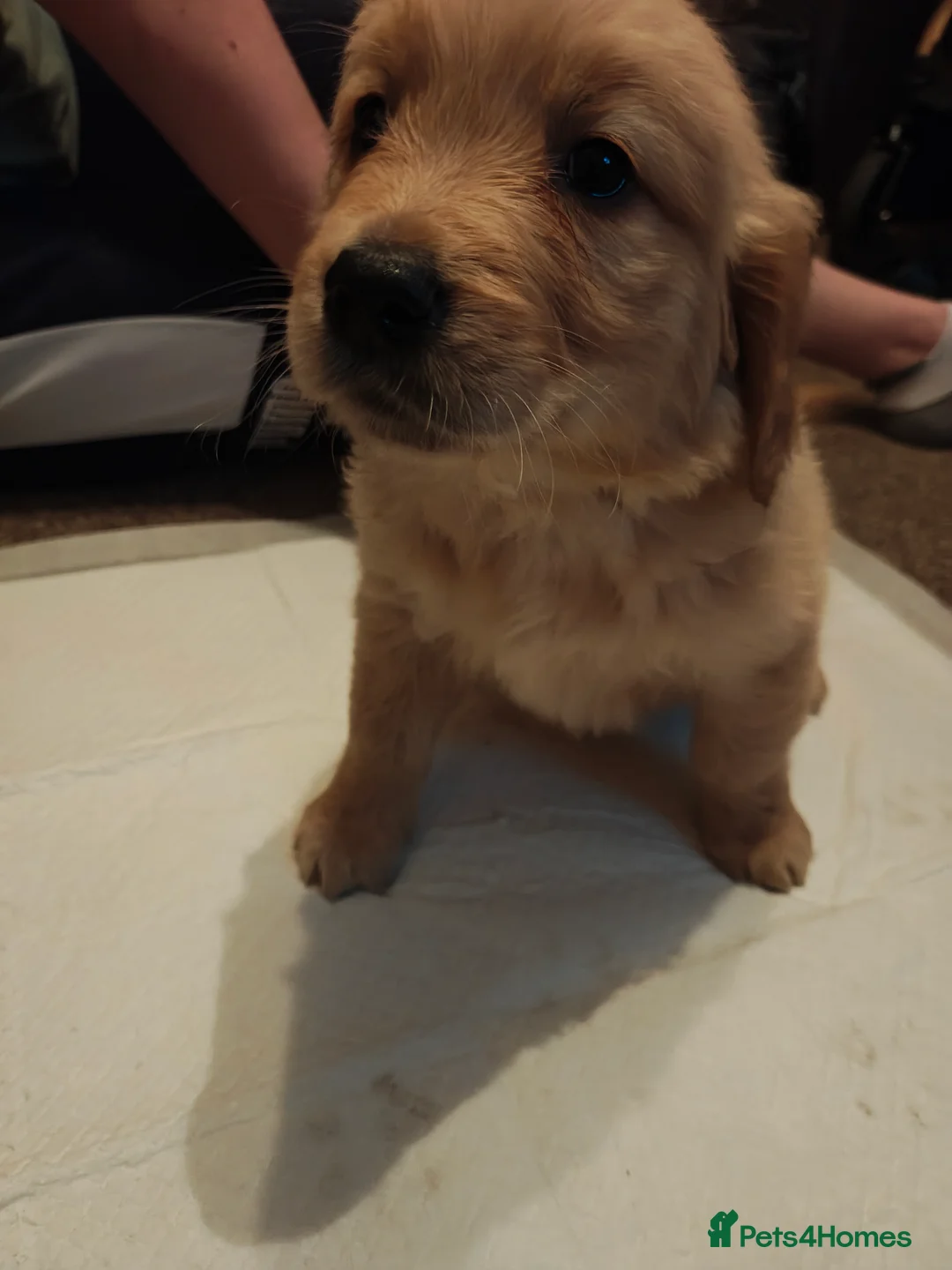 Golden Retriever dogs for sale: Only 5 gorgeous golden retriever puppies left - Advert 18