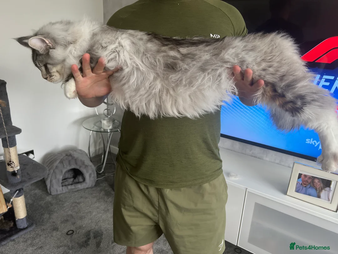 Maine Coon cats for stud: STUD ONLY Maine Coon boy Silver Blue Tabby in Glasgow - Advert 5