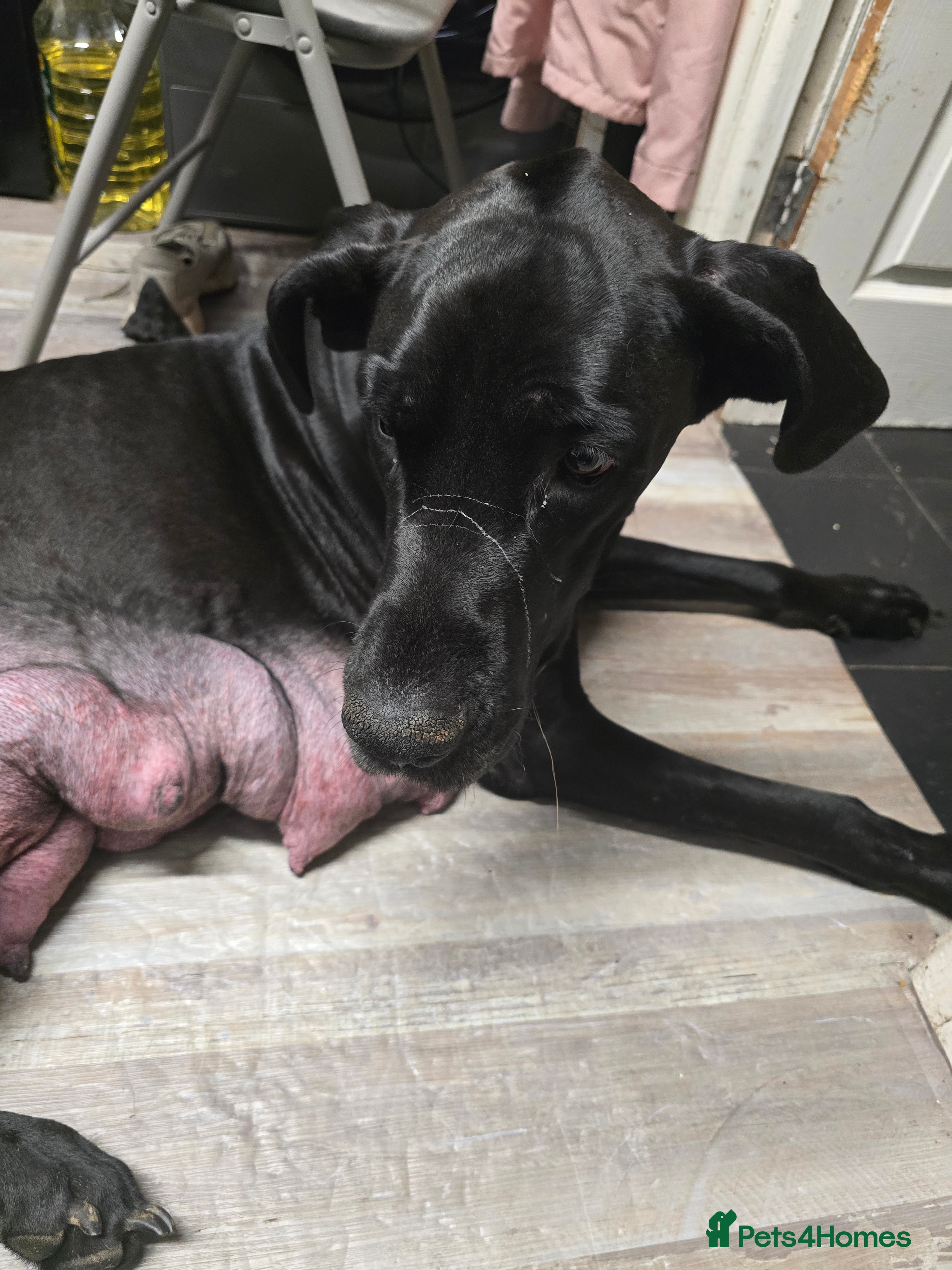 Great Dane dogs Beautiful great danes - Advert 11