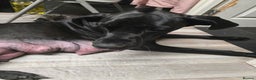 Great Dane dogs for sale: Beautiful great danes - Advert 2
