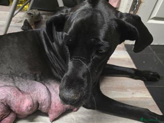 Great Dane dogs Beautiful great danes - Advert 11