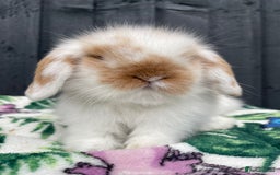 Mini Lion Lop rabbits for sale: Mini Lion Lop **Waiting List Now Open** - Image 5