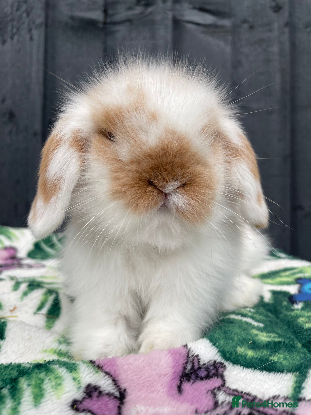 Mini Lion Lop rabbits for sale: Mini Lion Lop **Waiting List Now Open** - Image 5