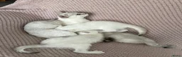British Shorthair cats for sale: Beautiful Blue-Eyed Ragdoll × British Shorthair - Advert 6