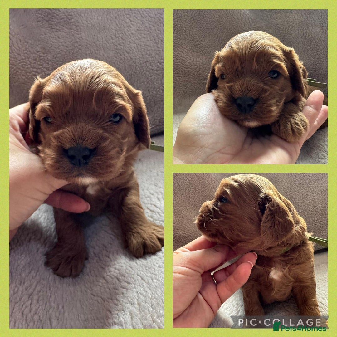 Cavapoo dogs for sale: F1 RED CAVAPOOS LICENSED KC HEALTH TESTED PARENTS  - Image 24