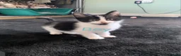 Mixed Breed cats for sale: Kittens for sale - Advert 6