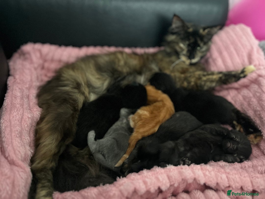 Domestic Shorthair cats for sale: kittens - Image 7