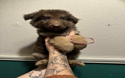 German Shepherd dogs for sale: Beautiful straight back German Shepherds  - Image 33