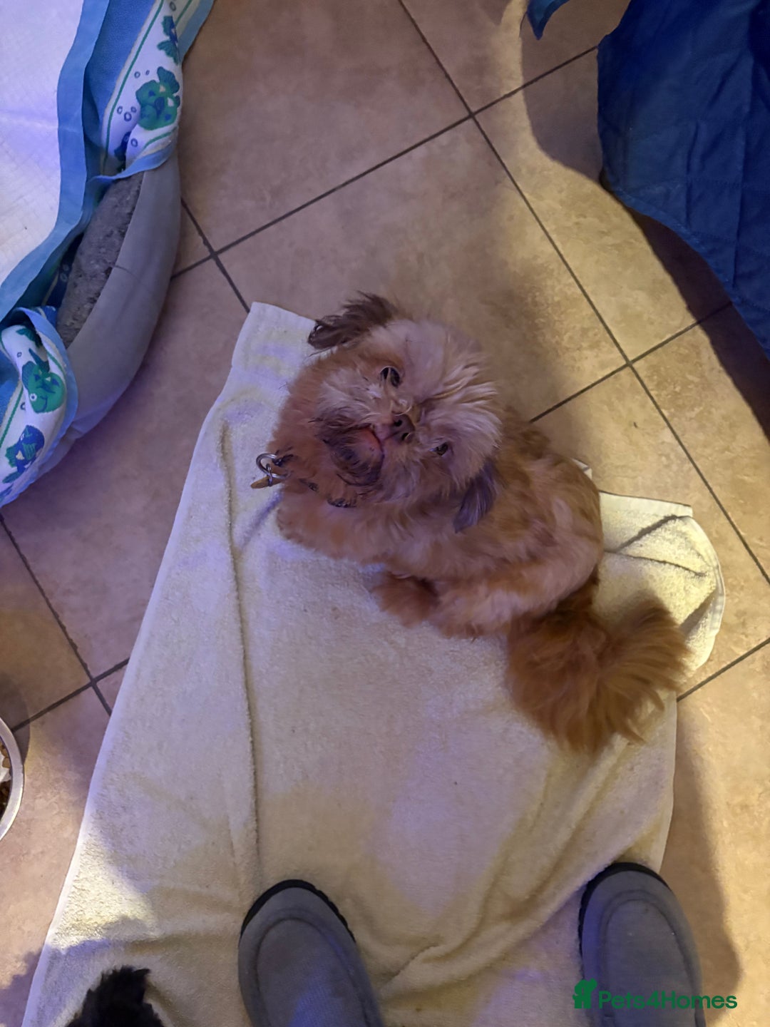 Shih Tzu dogs for sale: Karashishi shih tzu - Advert 7