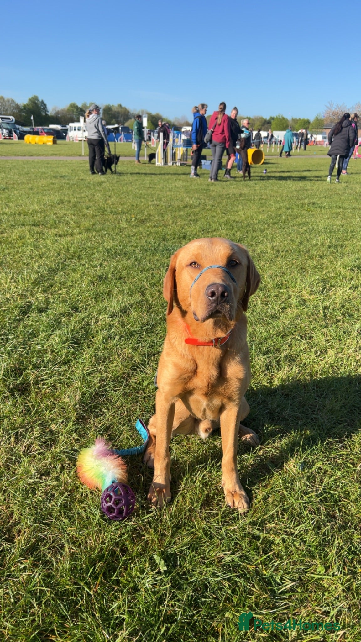Labrador Retriever dogs UNO 2yr old fox red lab ready to stud  - Advert 1