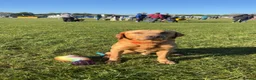 Labrador Retriever dogs for stud: UNO 2yr old fox red lab ready to stud  in Andover - Advert 1