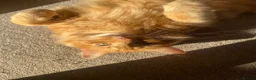 British Longhair cats for sale: Ginger long haired cat - Advert 2