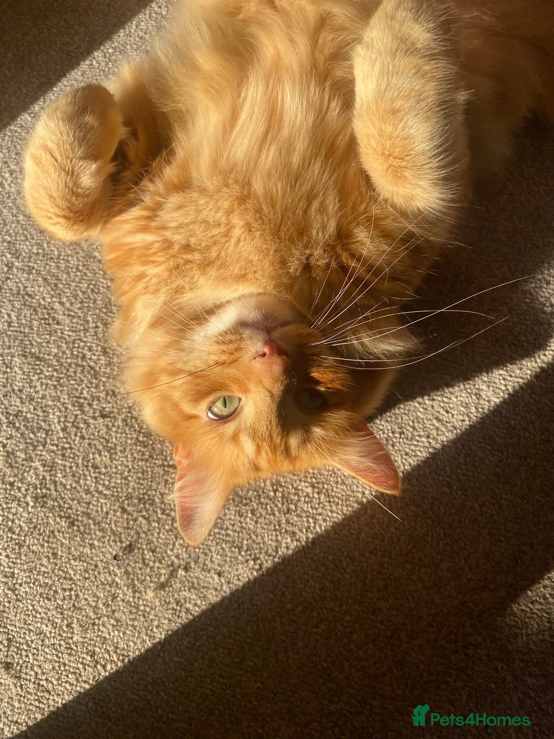 British Longhair cats for sale: Ginger long haired cat - Advert 2