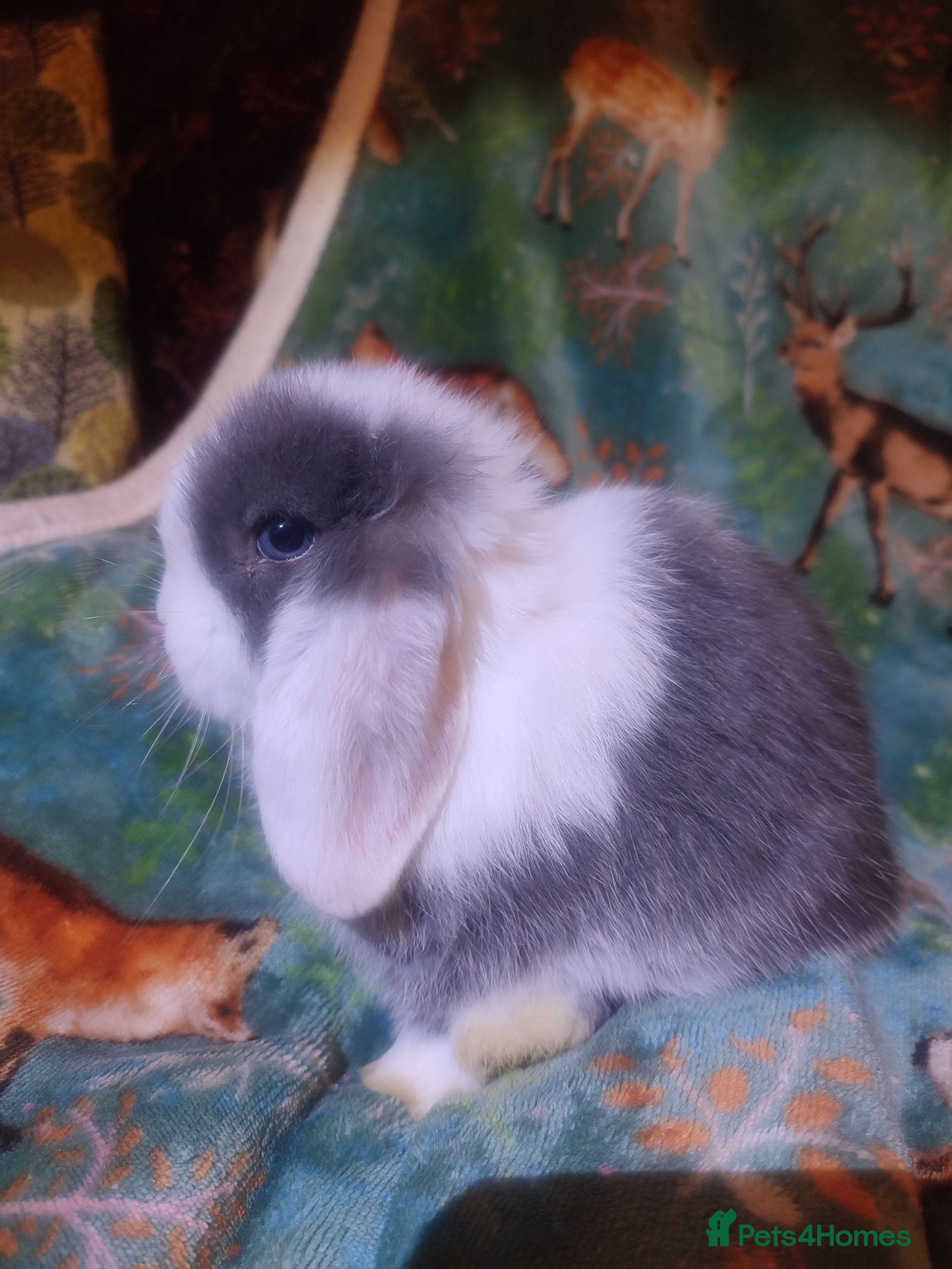 Mini Lop rabbits Baby mini lops - Advert 19