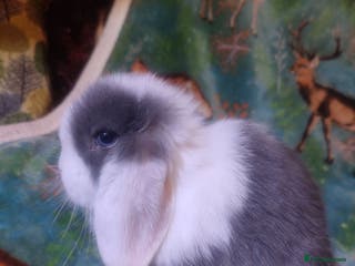 Mini Lop rabbits Baby mini lops - Advert 19