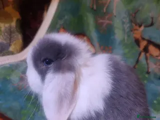 Mini Lop rabbits Baby mini lops - Advert 14