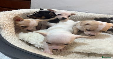 Mixed Breed dogs - Advert 3