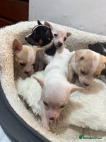 Mixed Breed dogs - Advert 3