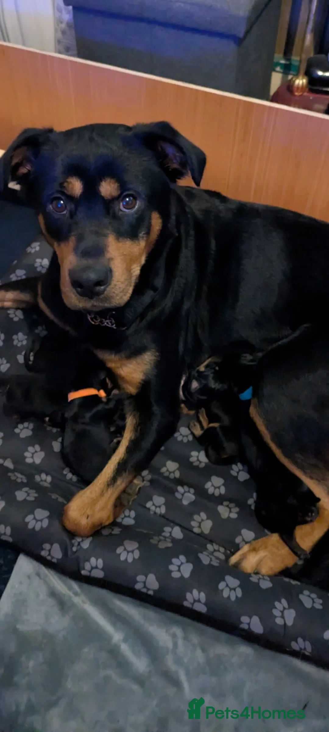 Mixed Breed dogs for sale: Amazing rottweiler cross border collie puppies.  - Advert 1