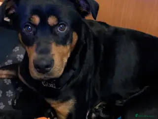 Mixed Breed dogs Amazing rottweiler cross border collie puppies. - Advert 5