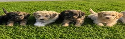 Cockapoo dogs for sale: Gorgeous F1 Cockapoo Puppies 🩷 - Advert 1