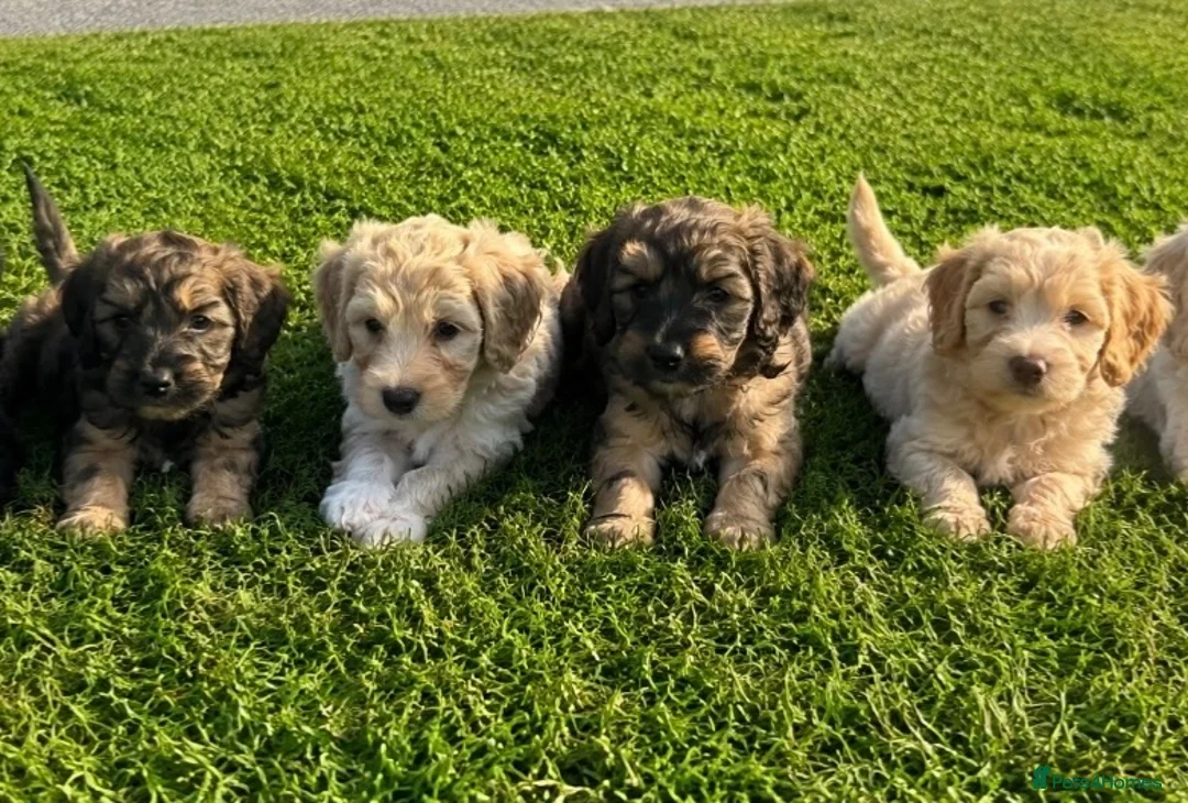 Cockapoo dogs for sale: Gorgeous F1 Cockapoo Puppies 🩷 - Advert 1