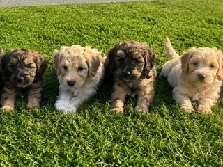 Cockapoo dogs Gorgeous F1 Cockapoo Puppies 🩷 - Advert 18
