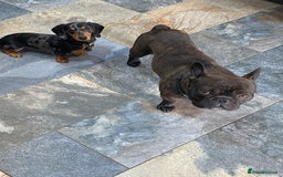 Miniature Dachshund dogs for sale: Rehoming - Mini dachshund (3) & French Bulldog (8) - Image 2
