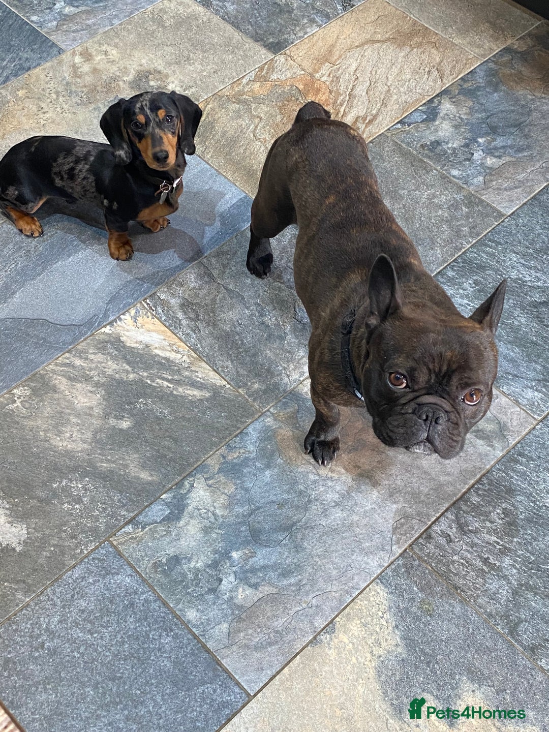 Miniature Dachshund dogs for sale: Rehoming - Mini dachshund (3) & French Bulldog (8) - Image 2