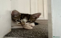 Aegean cats for sale: clemenza - greek aegan boy kitten - Image 1