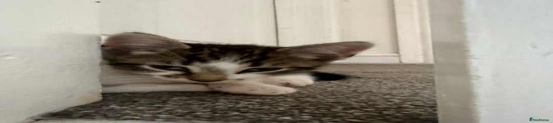 Aegean Kitten 1