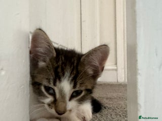 Aegean cats - Advert 2