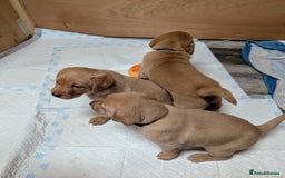 Labrador Retriever dogs for sale: Fosterwold Yellow/red Labrador pups - Image 4