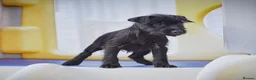 Patterdale Terrier dogs for sale: Patterdale Terrier Puppies, Last 2 Left! 🐾 - Advert 10