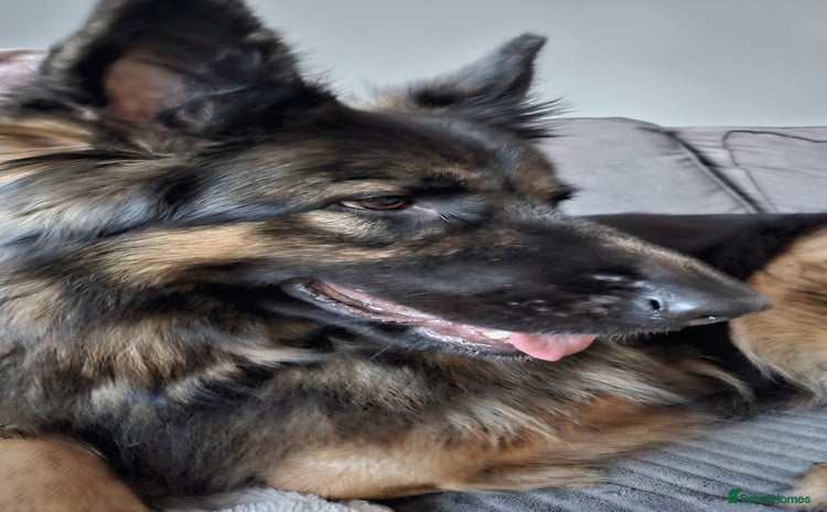 German Shepherd dogs - Advert 4