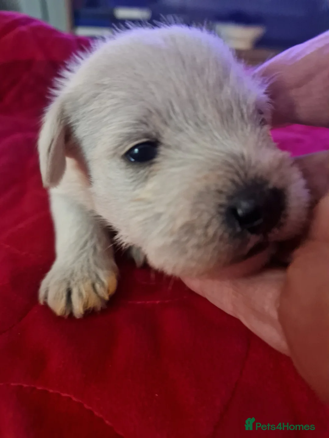 Miniature Schnauzer dogs for sale: Superb KC white minature schnauzer puppies  - Advert 3