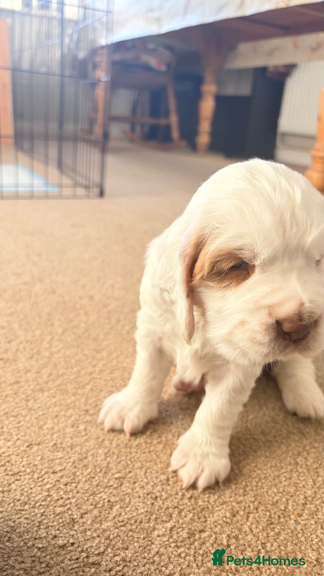 Clumber Spaniel dogs for sale: Clumber Spaniel Puppies For Sale  - Advert 13