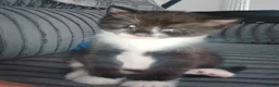 Mixed Breed cats for sale: Male kitten  - Advert 4