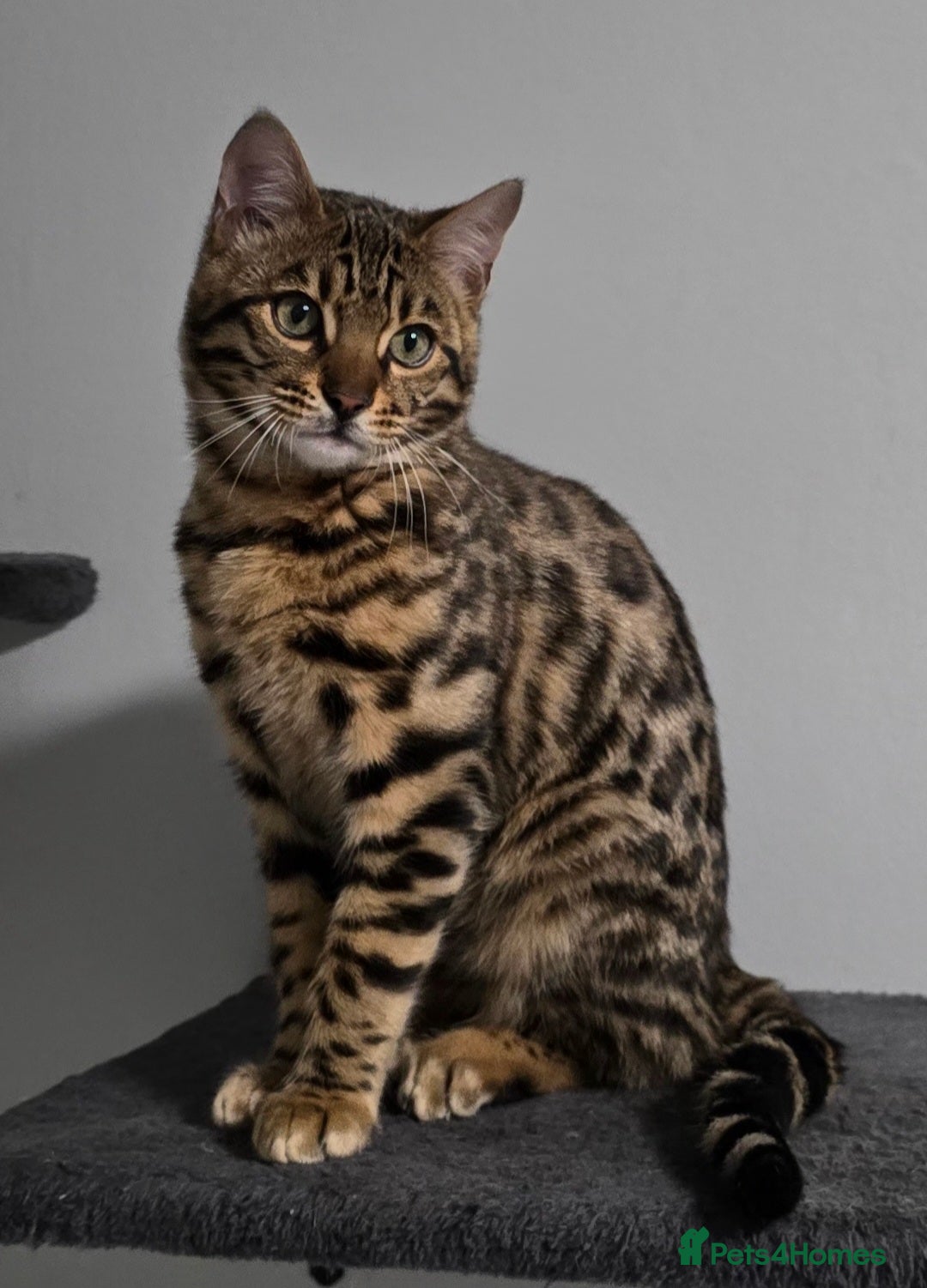Bengal cats 1 beautiful boy from tica champion lines - Advert 4