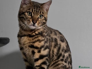 Bengal cats 1 beautiful boy from tica champion lines - Advert 5