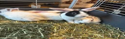 Mixed Breed rabbits for sale: Lion head x lops ready now  - Advert 2