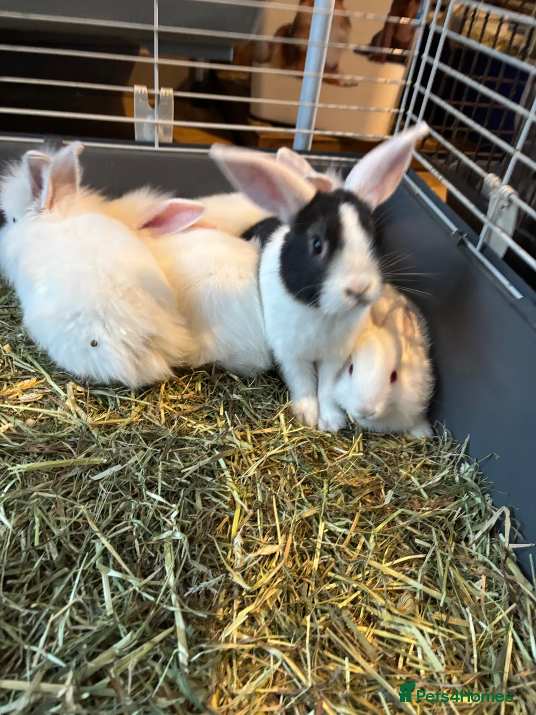Mixed Breed rabbits for sale: Lion head x lops ready now  - Advert 2